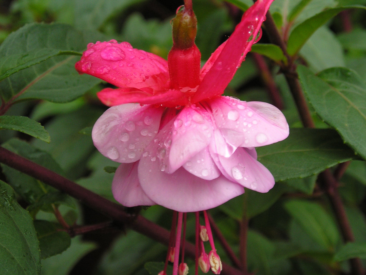 Fuchsia Brookwood Blue