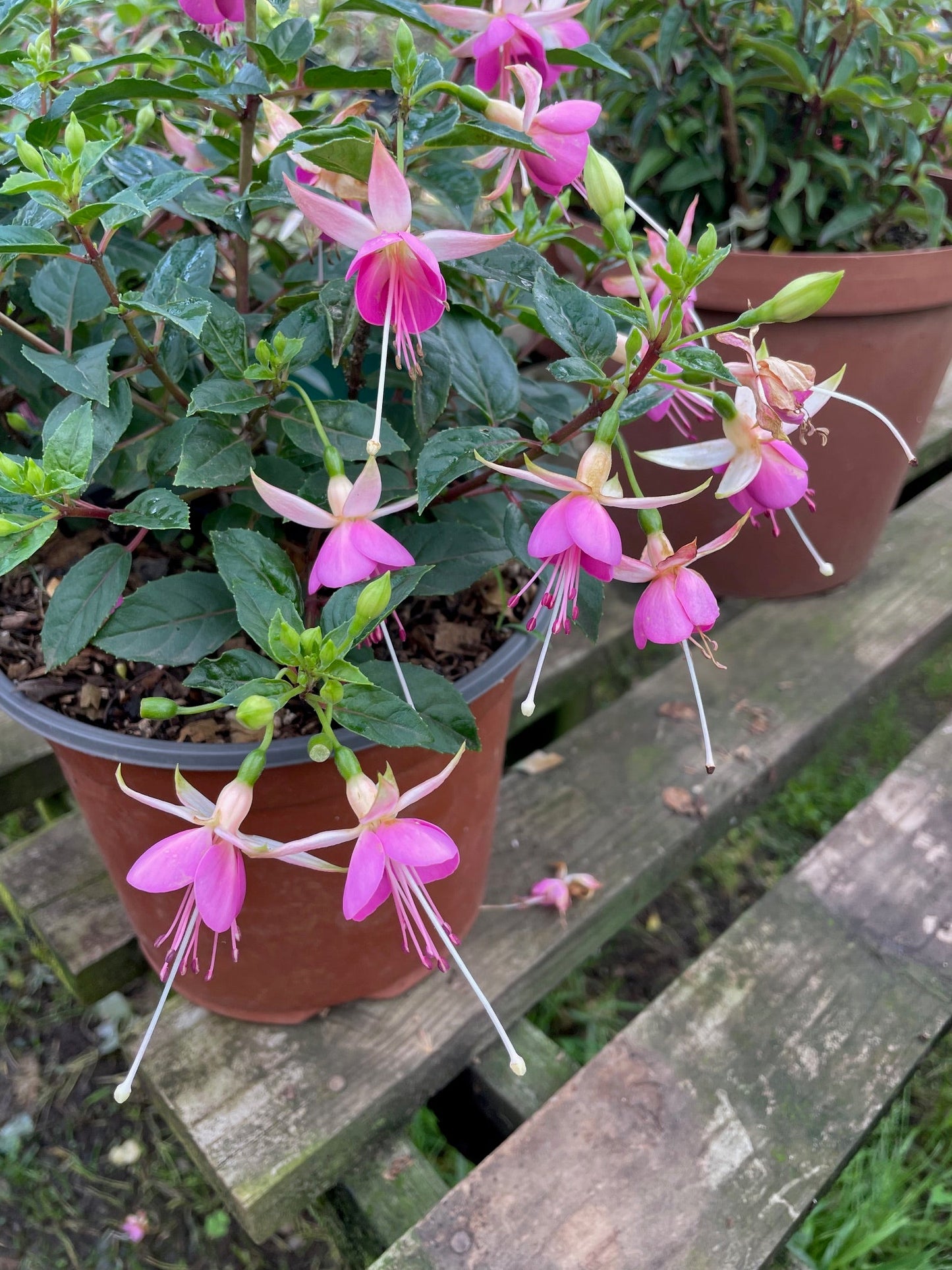 Fuchsia Trident