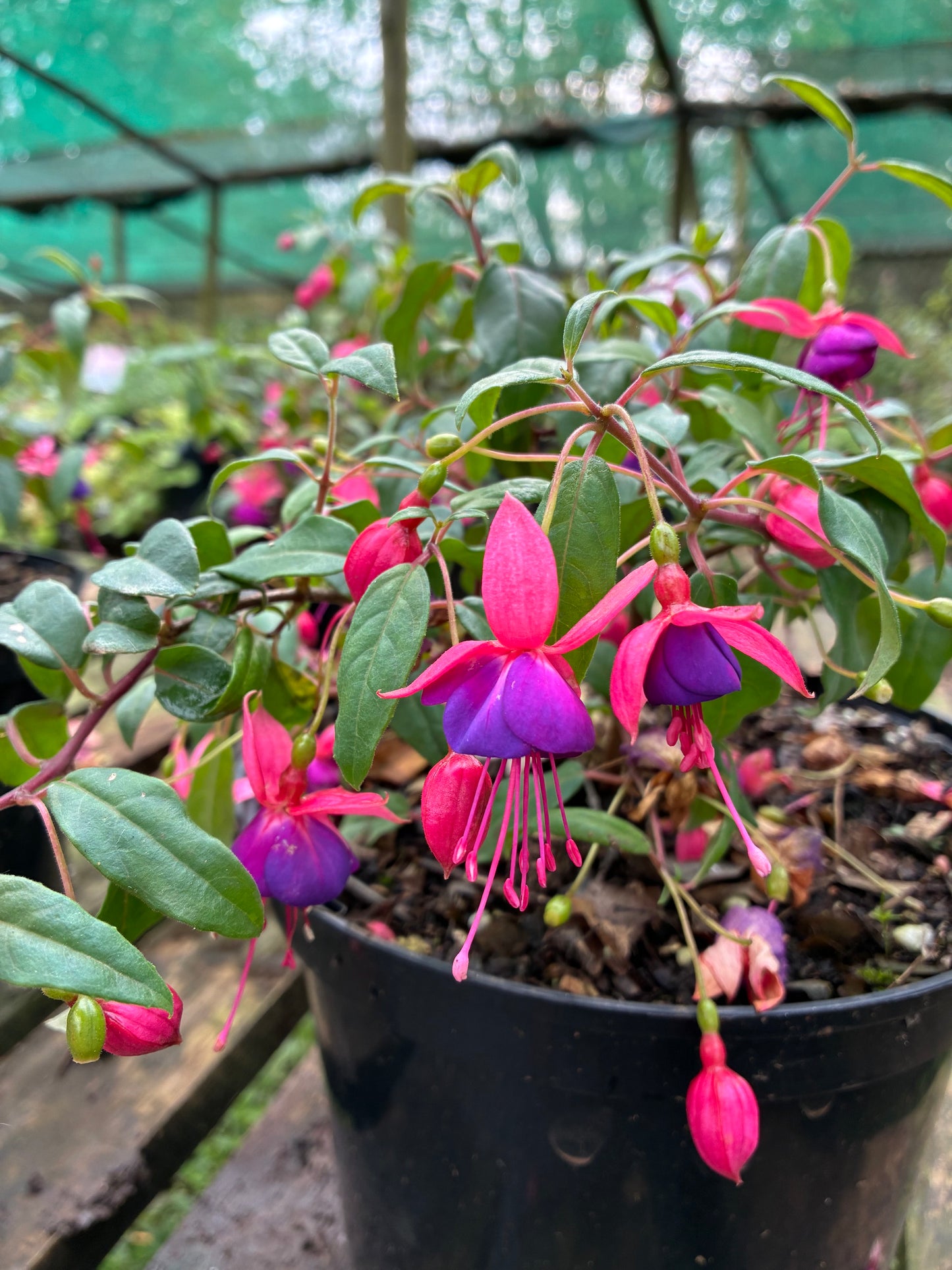 Fuchsia Graf Witte