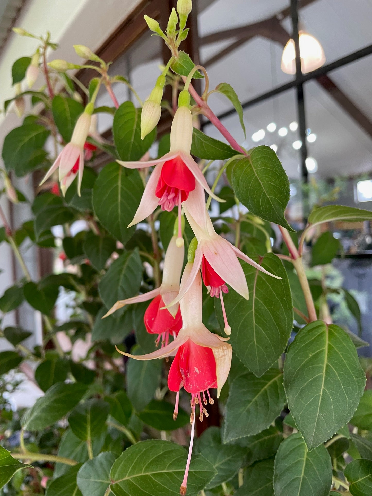 Fuchsia Lyes Unique