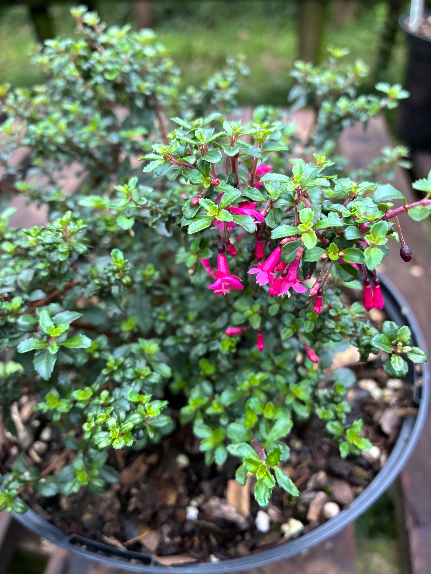 Fuchsia Microphylla Pink