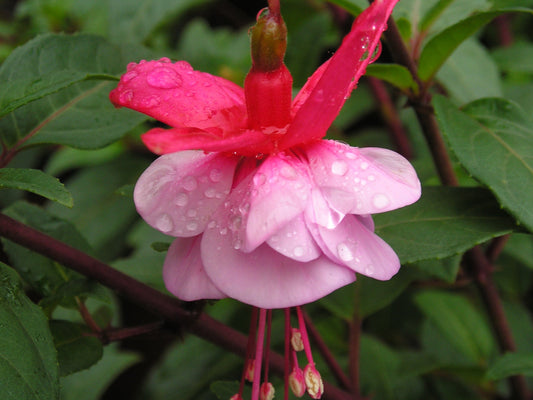 Fuchsia Brookwood Blue