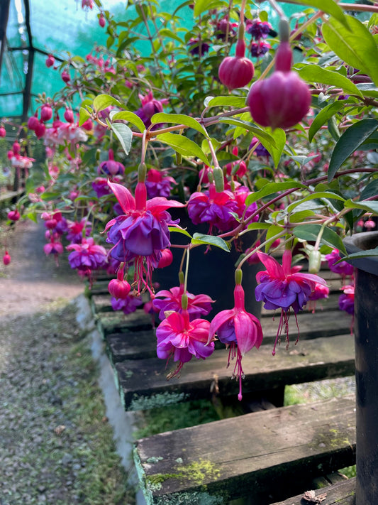 Fuchsia Dollar Princess