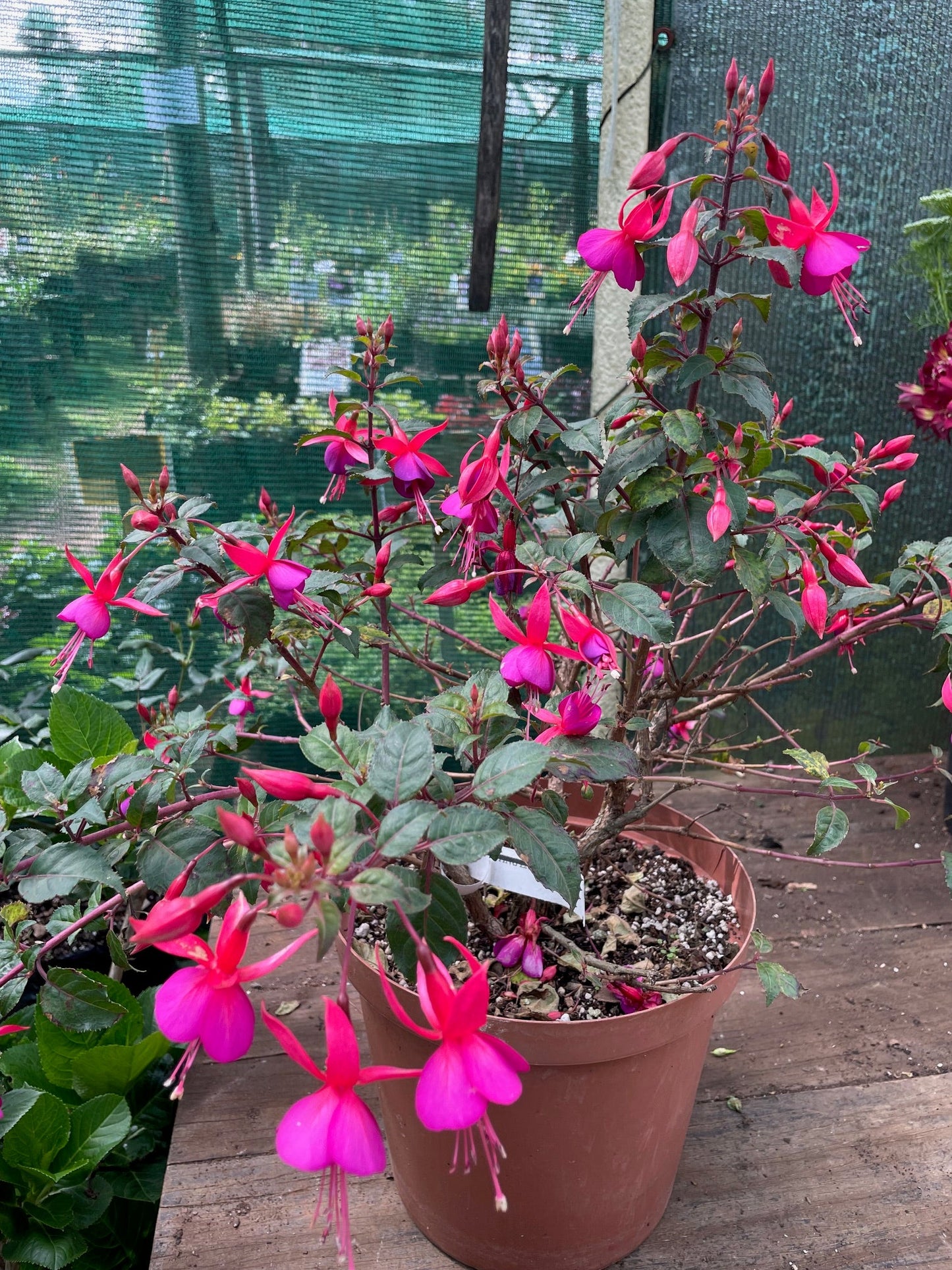 Fuchsia Beacon