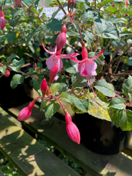 Fuchsia Beacon Rosa
