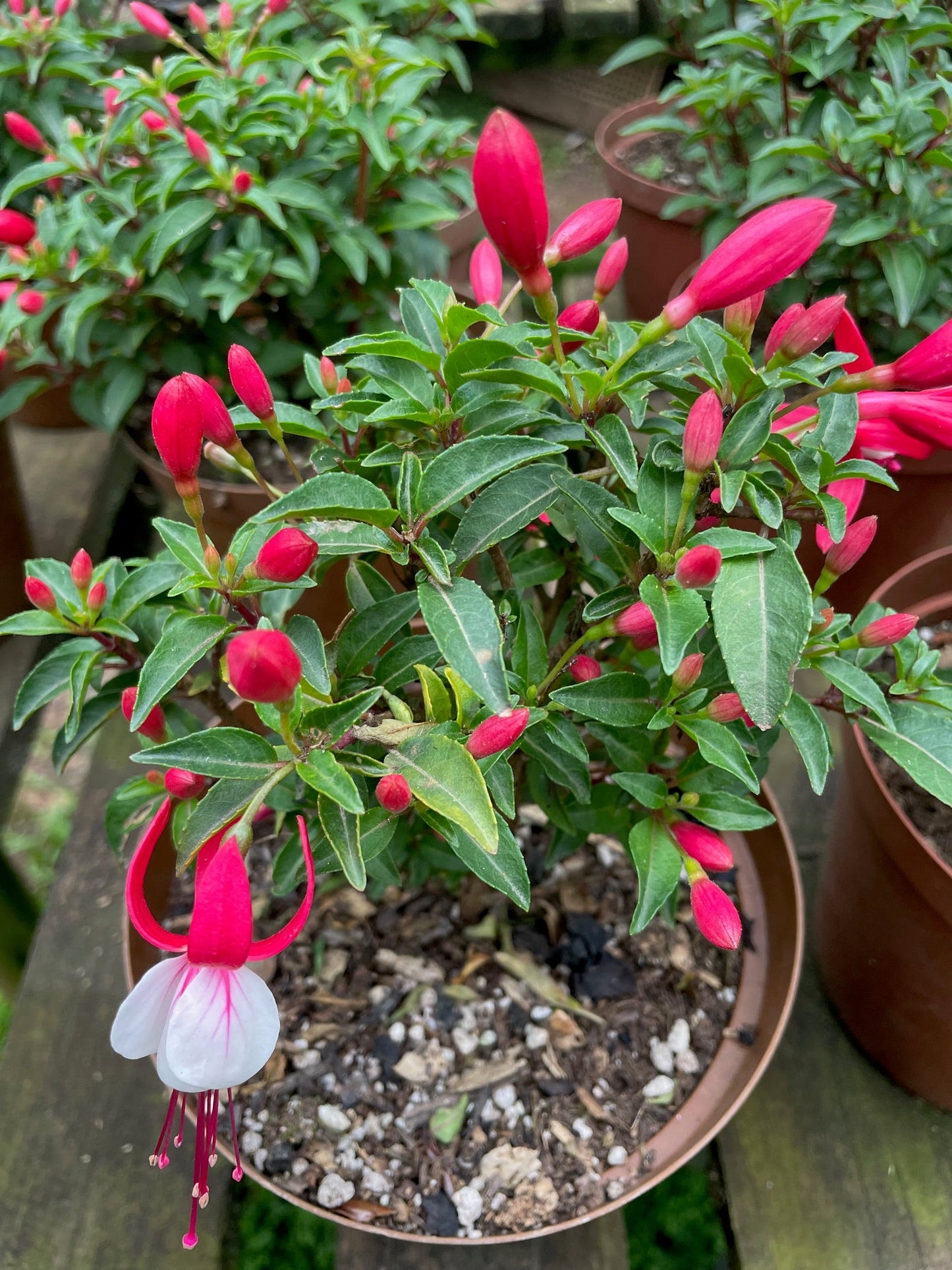 Fuchsia Bella Evita