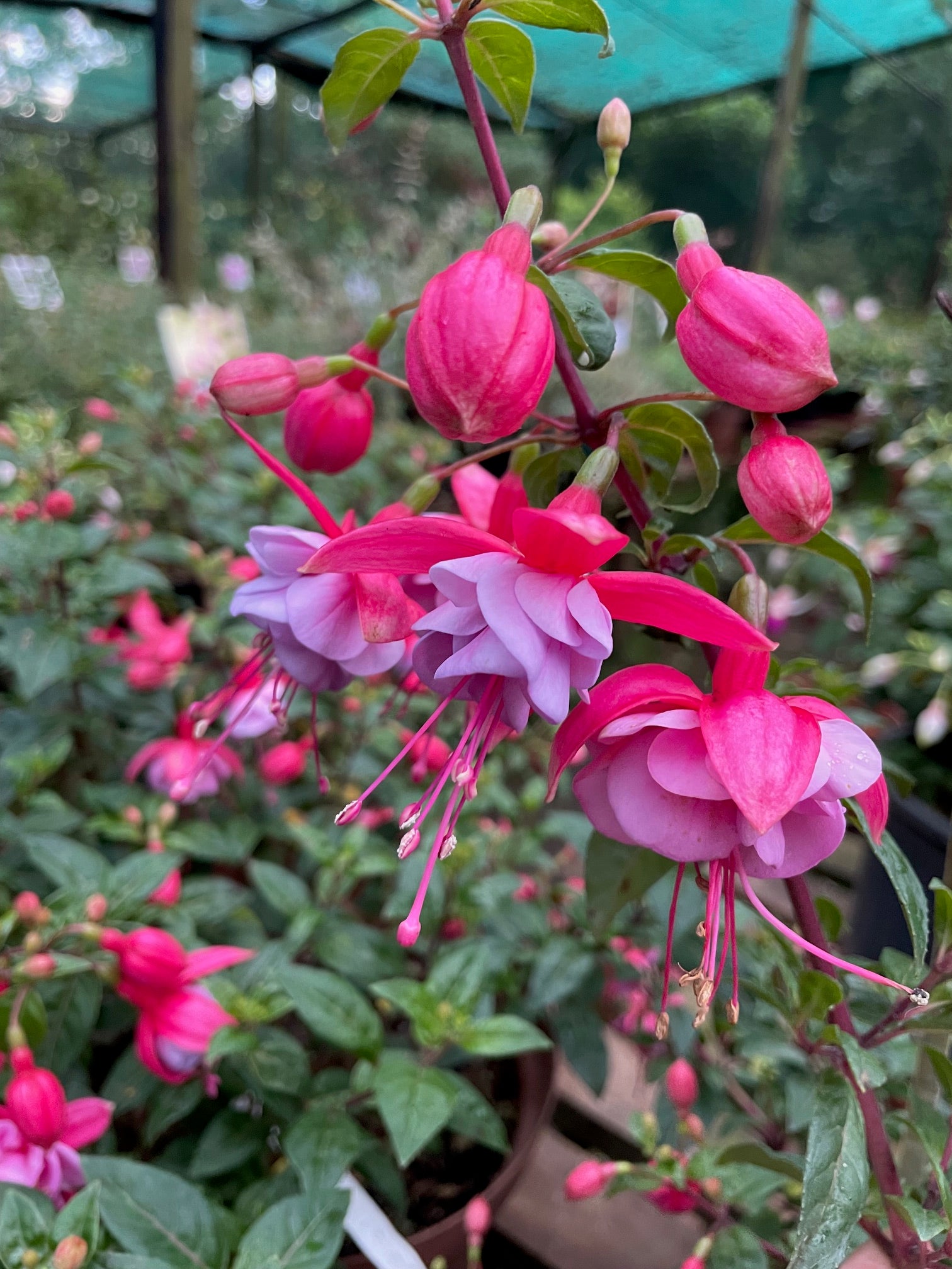 910☘️長期管理☘️タグ付⭐️PINK ICE⭐️Ashwood nurseries⭐️ Buy Plants Online - Online Garden Centre, Plant Nursery and Gift Shop