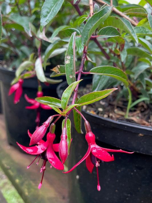 Fuchsia Dying Embers