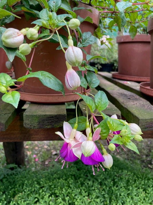 Fuchsias Eva Boerg