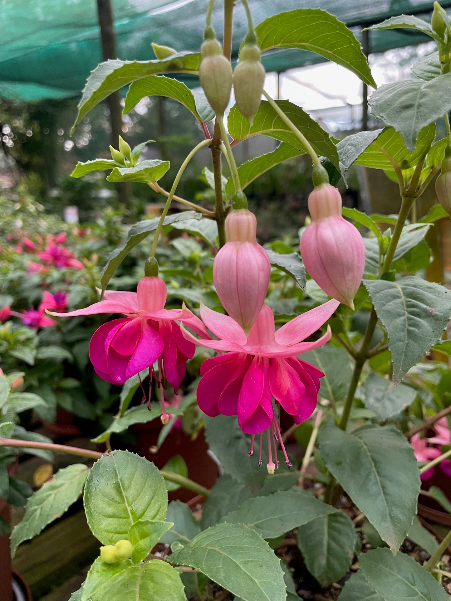 Fuchsia Garden News