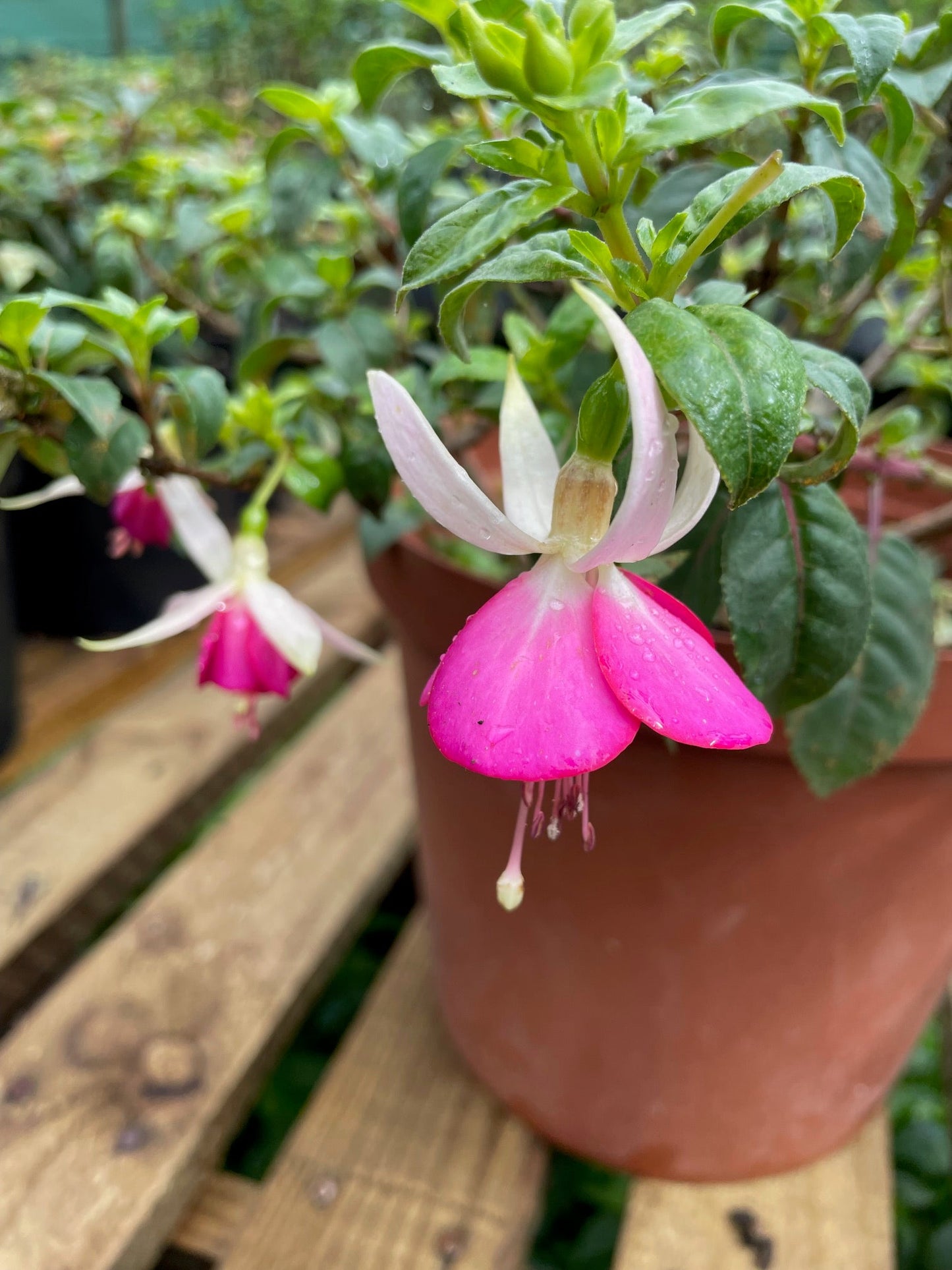 Fuchsia Joy Patmore