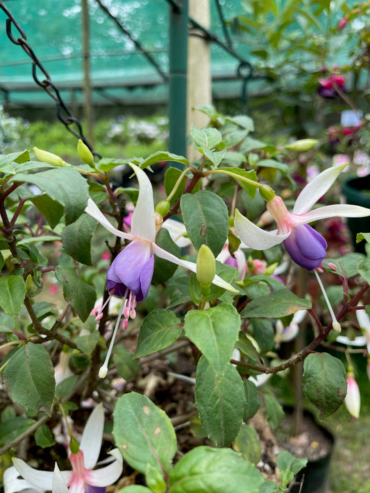 Fuchsia Margaret Pilkington