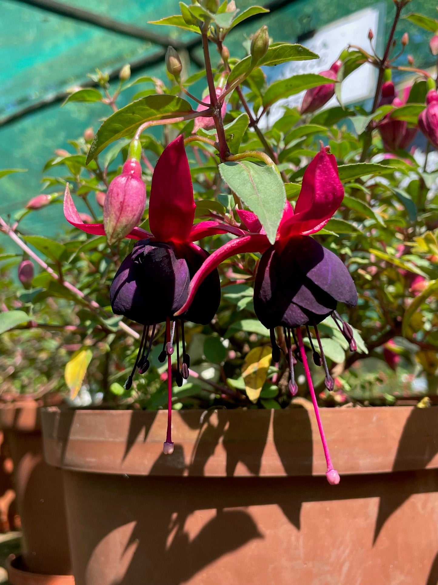 Fuchsia Maxima