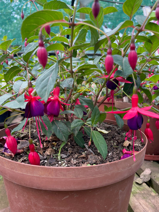 Fuchsia Mrs Popple
