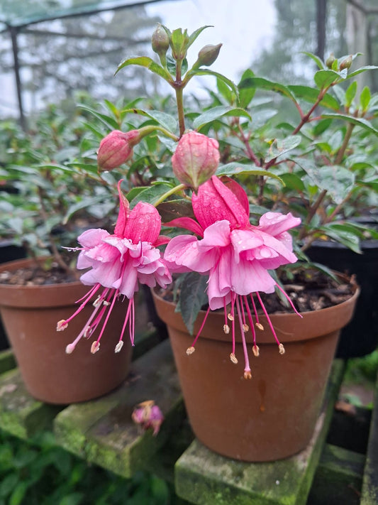 Fuchsia Rose Winston