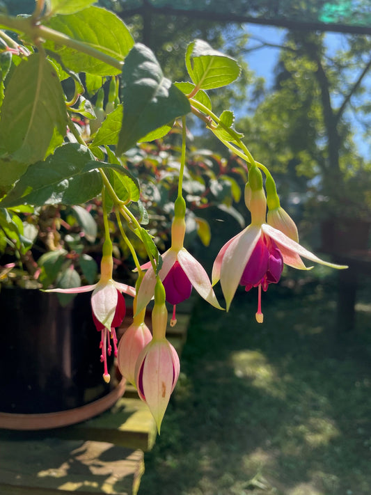 Fuchsia Rose of Castille