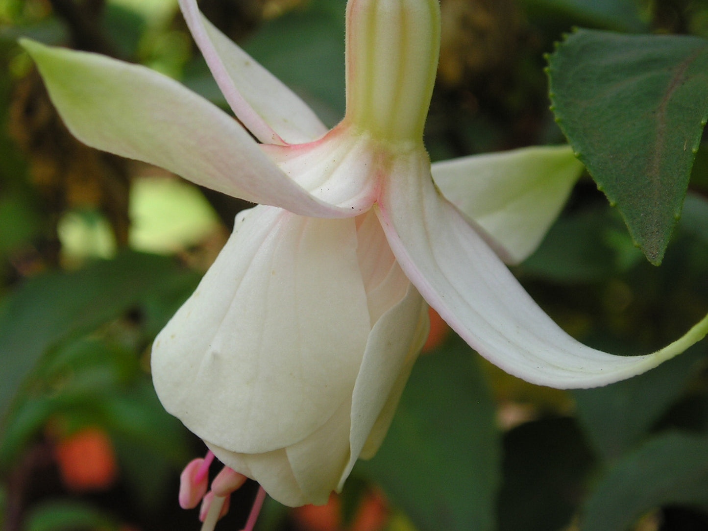 Fuchsia La Neige