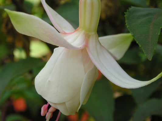 Fuchsia La Neige