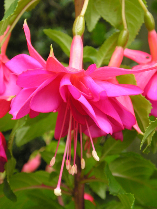 Fuchsia Peter Bielby