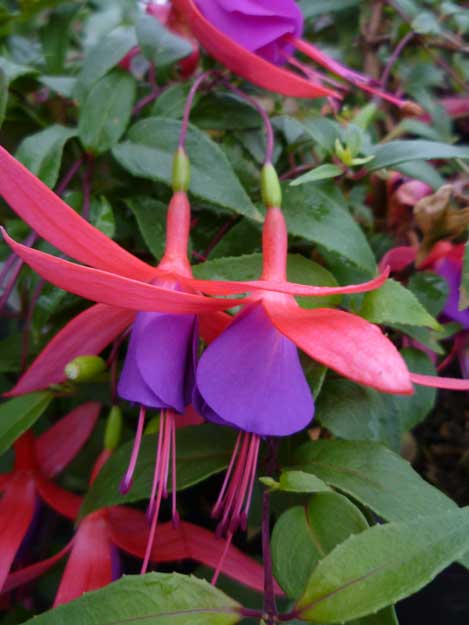 Fuchsia Wilma Versloot
